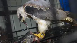 Burung elang tikus (Elanus caeruleus) hasil sitaan berada di kandang Balai Konservasi Sumber Daya Alam (BKSDA) Aceh di Banda Aceh, Kamis (26/9/2019). BKSDA Aceh menyita burung elang tikus, rangkong badak dan macan akar yang merupakan satwa langka dilindungi peliharaan warga. (CHAIDEER MAHYUDDIN/AFP)