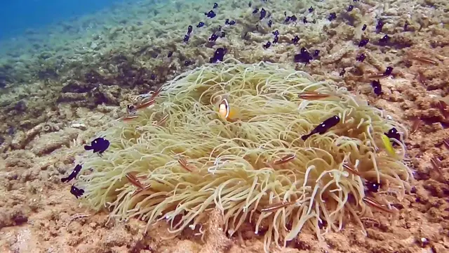 Terumbu Karang Muara Badak