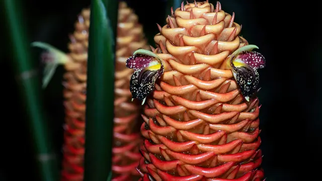 Dikenal Tanaman Makanan Ular, Ini Khasiat Tanaman Lempuyang Bagi Kesehatan