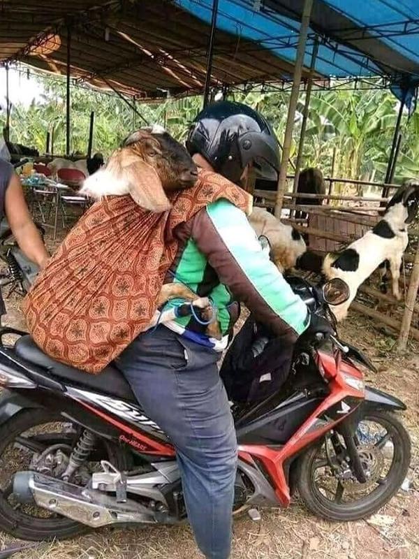 Aksi orang-orang saat bawa hewan kurban dengan motor, kocak! (Sumber: Twitter/@animalfess2)