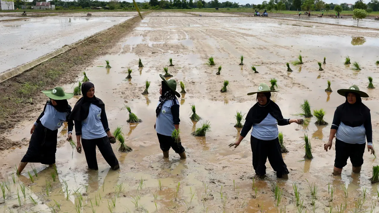 Program pompanisasi guna menggenjot upaya swasembada pangan Indonesia dan mengantisipasi El Nino (Istimewa)