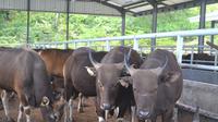 Lembah kematian Nusakambangan disulap menjadi lapas terbuka yang mengelola peternakan sapi Bali, tapi para napi di dalamnya tetap ketakutan. (Liputan6.com/Muhamad Ridlo)