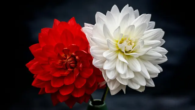 Dahlia