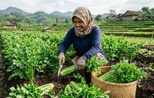 5 Cara Memanen Seledri Tanpa Mencabut Akar agar Cepat Tumbuh Kembali