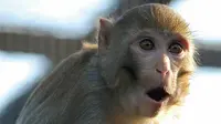 Ilustrasi monyet jenis rhesus macaque. (Sumber monkeyheaven.org)