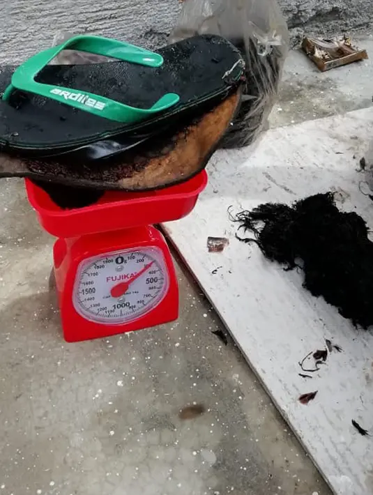 Petugas menimbang sandal jepit yang ditemukan dalam perut bangkai paus sperma di perairan Wakatobi, Sulteng, Senin (19/20). Pada bangkai paus itu ditemukan 5,9 kg sampah, sebagian besar merupakan sampah plastik. (Liputan6.com/HO/M. Irfan Sejati/KKP)