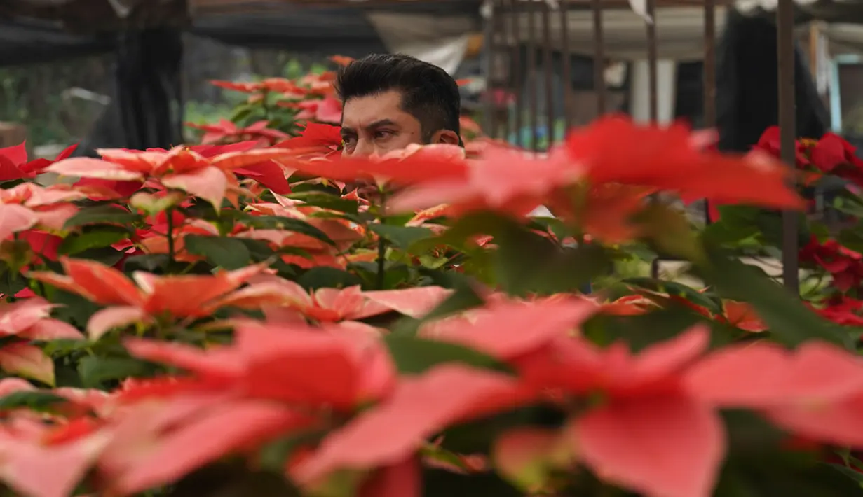 Bunga poinsettia dapat dilihat di rumah, gereja, jalan-jalan kota, dan di area publik Meksiko selama musim liburan Natal. (AP Photo/Marco Ugarte)