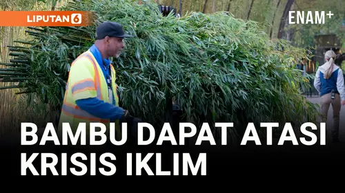VIDEO: Bambu dapat Membantu Planet Mengatasi Krisis Iklim yang Kompleks