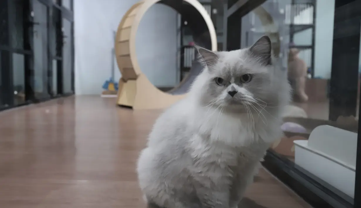 Di Jakarta Pusat, terdapat salah satu hotel kucing yang memiliki kapasitas hingga 58 ekor. Tampak dalam foto, salah satu kucing peliharaan yang menginap di sebuah hotel khusus hewan di Jakarta Pusat, Kamis (19/3/2026). (merdeka.com/Arie Basuki)