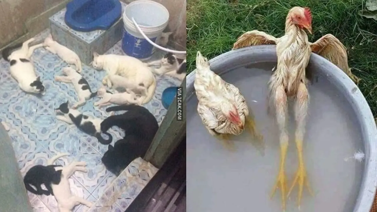 6 Reaksi Natural Hewan saat Merasa Kepanasan Ini Bikin Geleng-Geleng