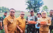 Pemkab Banyuasin dan Kodim Bersinergi dalam Pengembangan Perkebunan Cabai Banyuasin untuk Ketahanan Pangan
