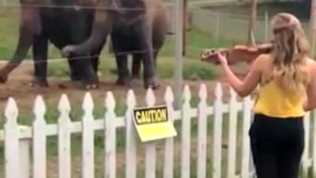 Gajah Berjoget Mendengar Lagu Klasik 