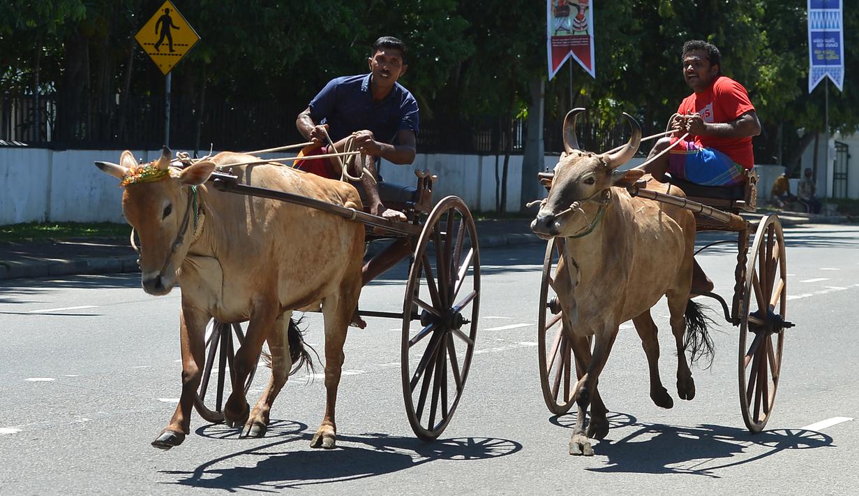 Download 97 Gambar Gerobak Sapi Lucu Terbaik Gratis