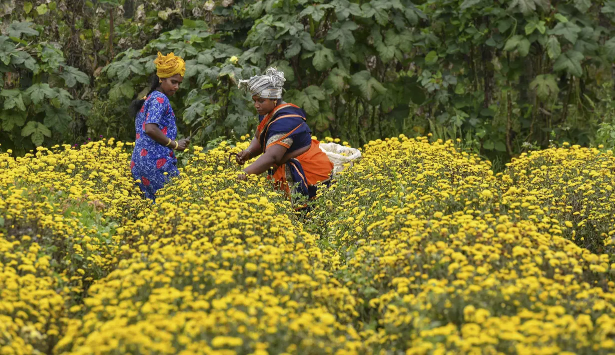 Petani memanen bunga krisan dari sebuah ladang di pinggiran Bangalore (5/10/2021). Bunga krisan, seruni  atau krisantemum adalah sejenis tumbuhan berbunga yang sering ditanam sebagai tanaman hias pekarangan atau bunga petik. (AFP/Manjunathm Kiran)