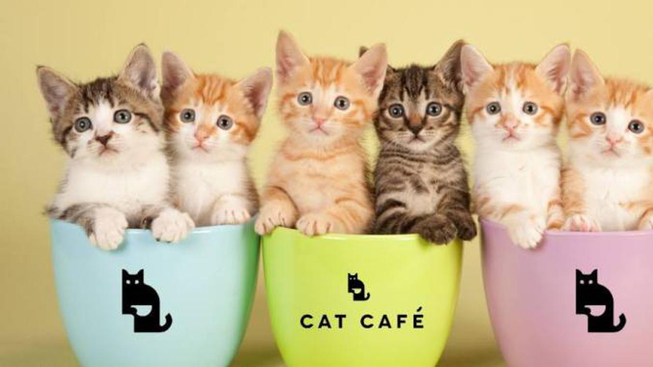 Kafe Ini Tawarkan Pekerjaan Terbaik di Dunia