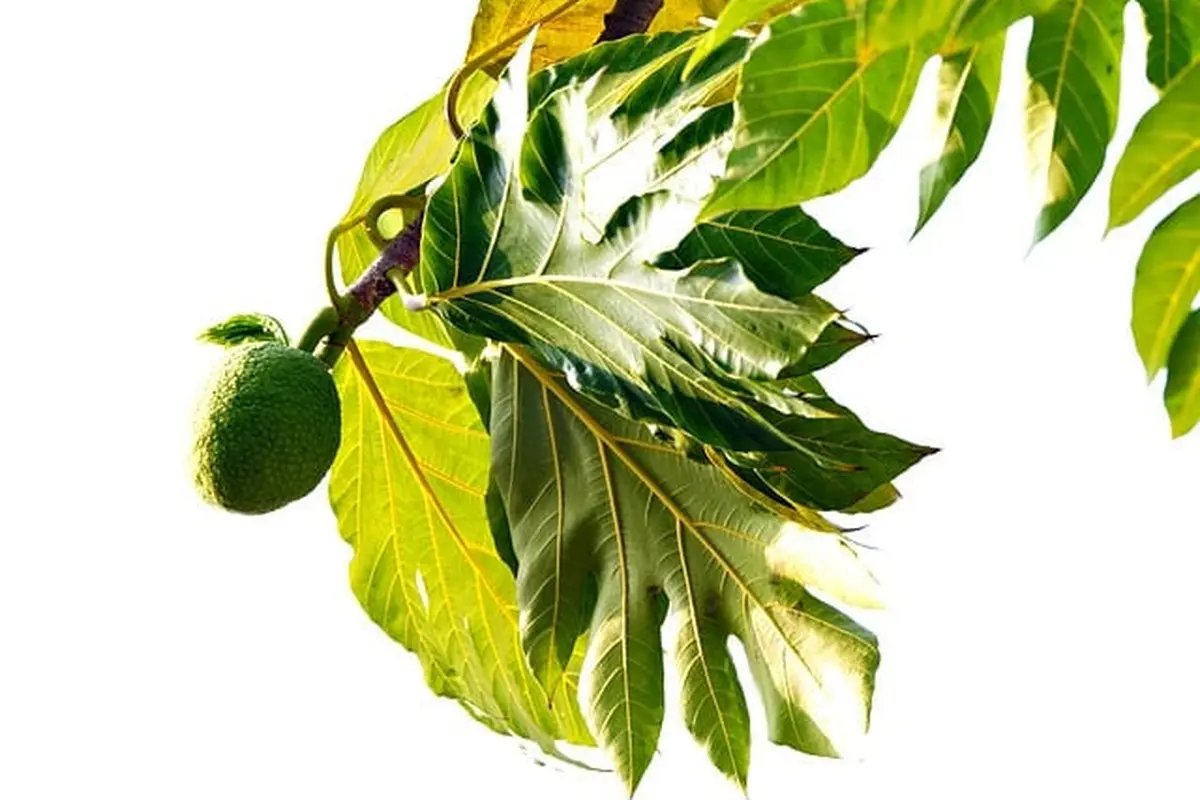 Ilustrasi pohon sukun
