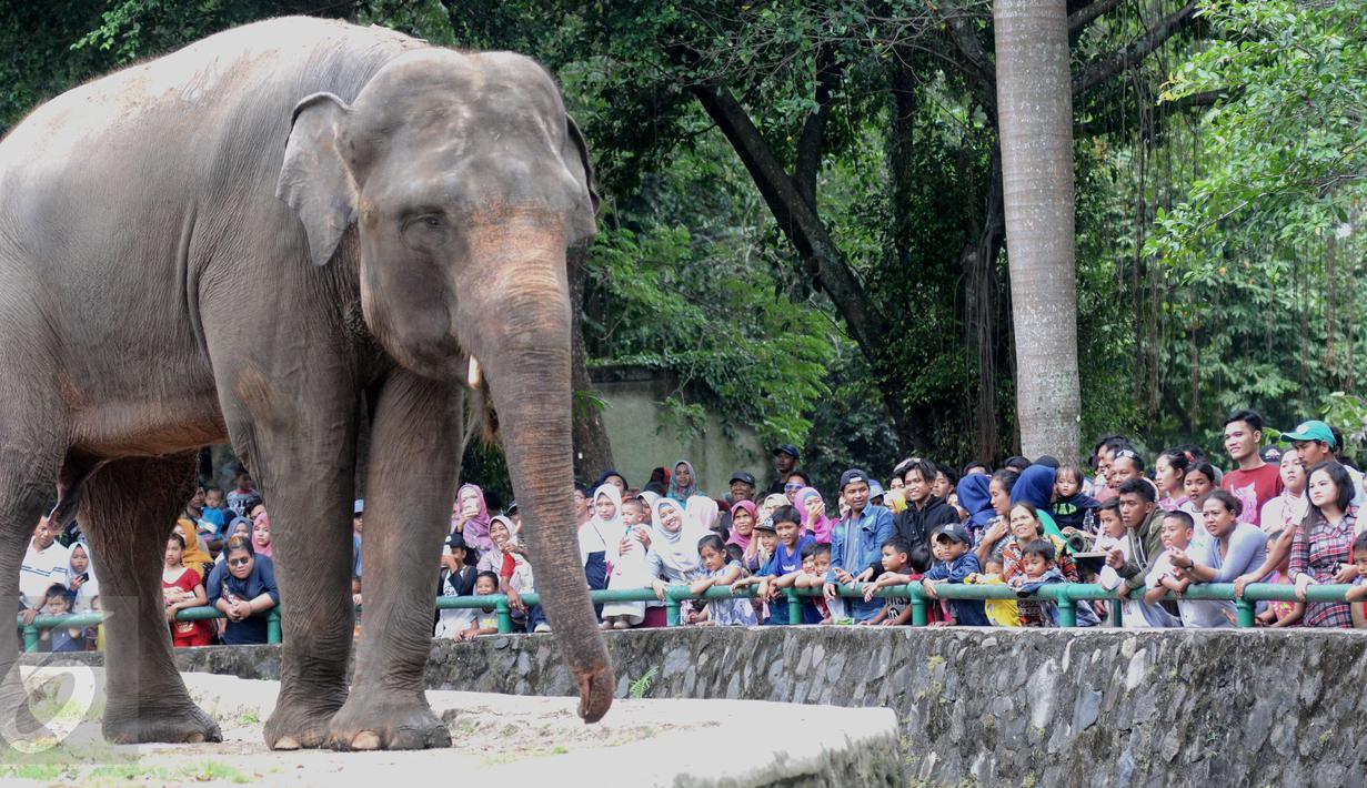 Pengunjung melihat gajah di Ragunan, Jakarta, Minggu (25/12). Harga tiket masuk yang murah menjadi salah satu alasan pengunjung memilih Ragunan sebagai tempat rekreasi bersama keluarga. (Liputan6.com/Helmi Afandi)