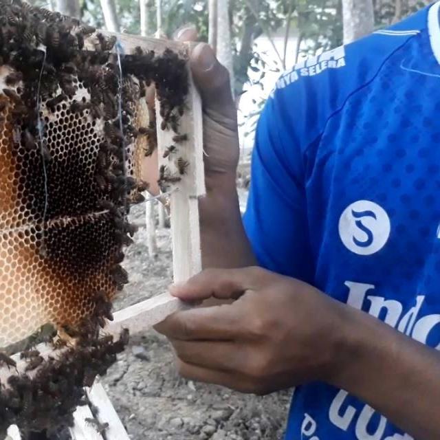 Lebah Madu Liar Berubah Jinak Di Tangan Santri Cilacap Regional Liputan6 Com