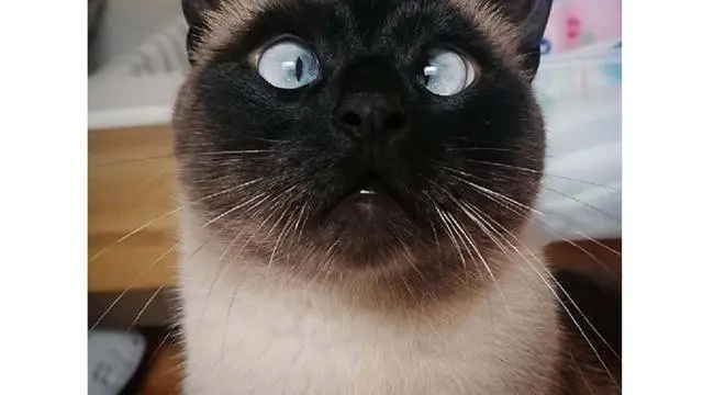 6 Kucing dengan Fisik Unik Tak Biasa, Ada yang Punya 4 Telinga
