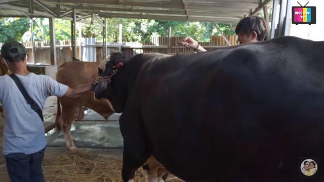 Ayu Ting Ting qurban 3 ekor sapi jumbo (Instagram/ayutingting92)
