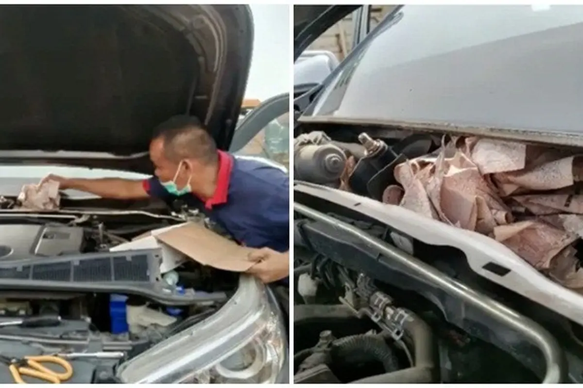 Uang Simpanan Pria di Mobil Ini di Makan Tikus, Niat Sembunyikan dari Istri Justru Apes