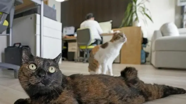 Perusahaan Ini Adopsi Kucing Liar untuk Tingkatkan Produktivitas Karyawan