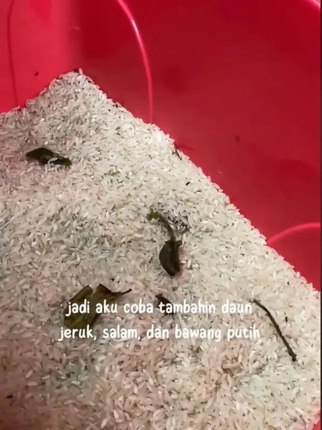 Tanpa Cabai Apalagi Cuka, Ini Cara Usir Kutu Beras yang Paling Efektif
