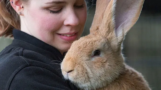 Atlas, Kelinci Raksasa dari Skotlandia yang Lagi Cari 'Rumah'