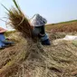 Kenaikan harga gabah di tingkat petani akan memengaruhi nilai jual produk akhir dalam hal ini beras yang dipastikan akan mengalami kenaikan. (Liputan6.com/Angga Yuniar)