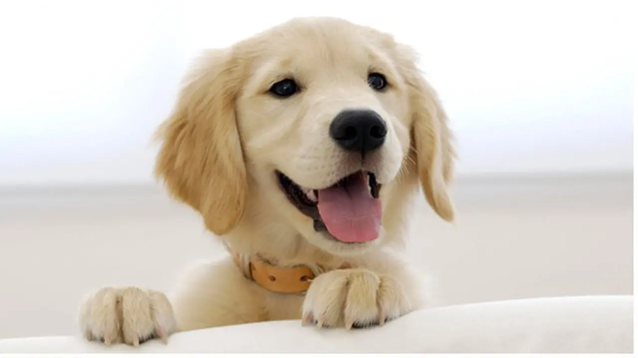 Foto: copyright Shutterstock.com