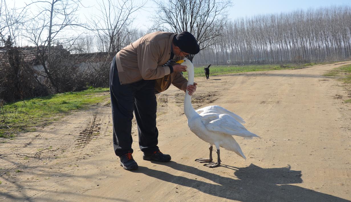 Recep Mirzan (63) berbagi momen dengan Garip, seekor angsa betina, saat mereka berjalan-jalan di pinggiran Karaagac, di provinsi Edirne barat Turki, 6 Februari 2021. Pensiunan tukang pos tersebut bersahabat dengan angsa yang pernah dia selamatkan 37 tahun yang lalu. (AP Photo/Ergin Yildiz)