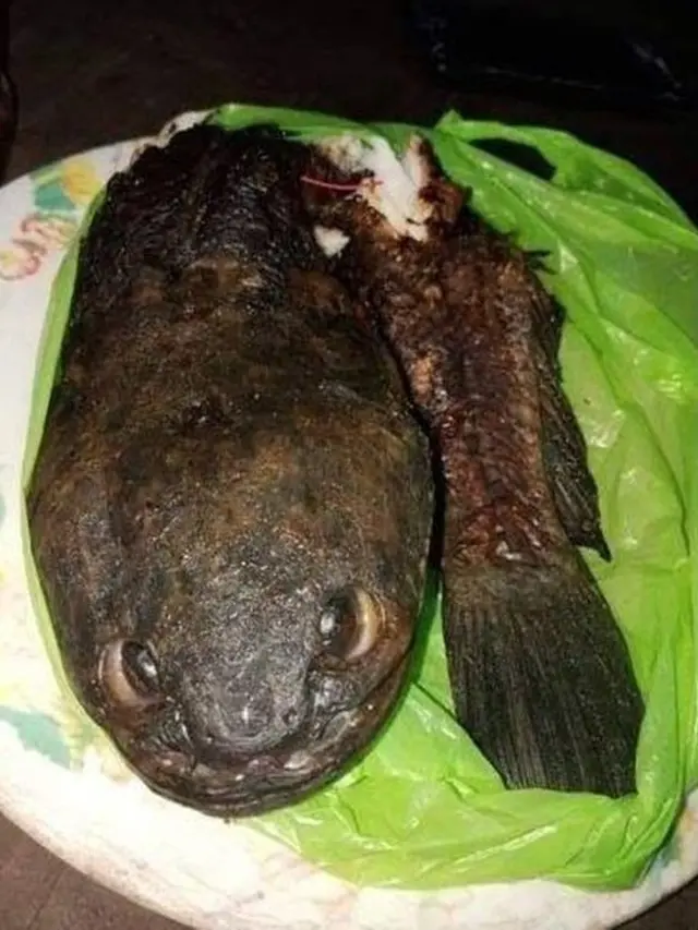 6 Potret Kepala Ikan Nyeleneh Ini Kaget Sebelum Dimakan