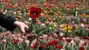 Pengunjung memetik bunga tulip di Cornaredo, Italia, (29/3). Lahan berisikan bunga tulip ini merupakan tempat penanaman pertama di Italia. Taman bunga tulip ini dibuka pada tanggal 28 Maret. (AP/Antonio Calanni)