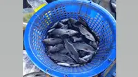Ratusan Ikan Kakap Putih dari Ambon untuk Pemulihan Secapa AD COVID-19