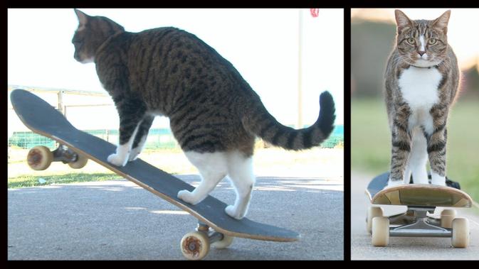Keren! Kucing Mahir Main Skateboard - Global Liputan6.com