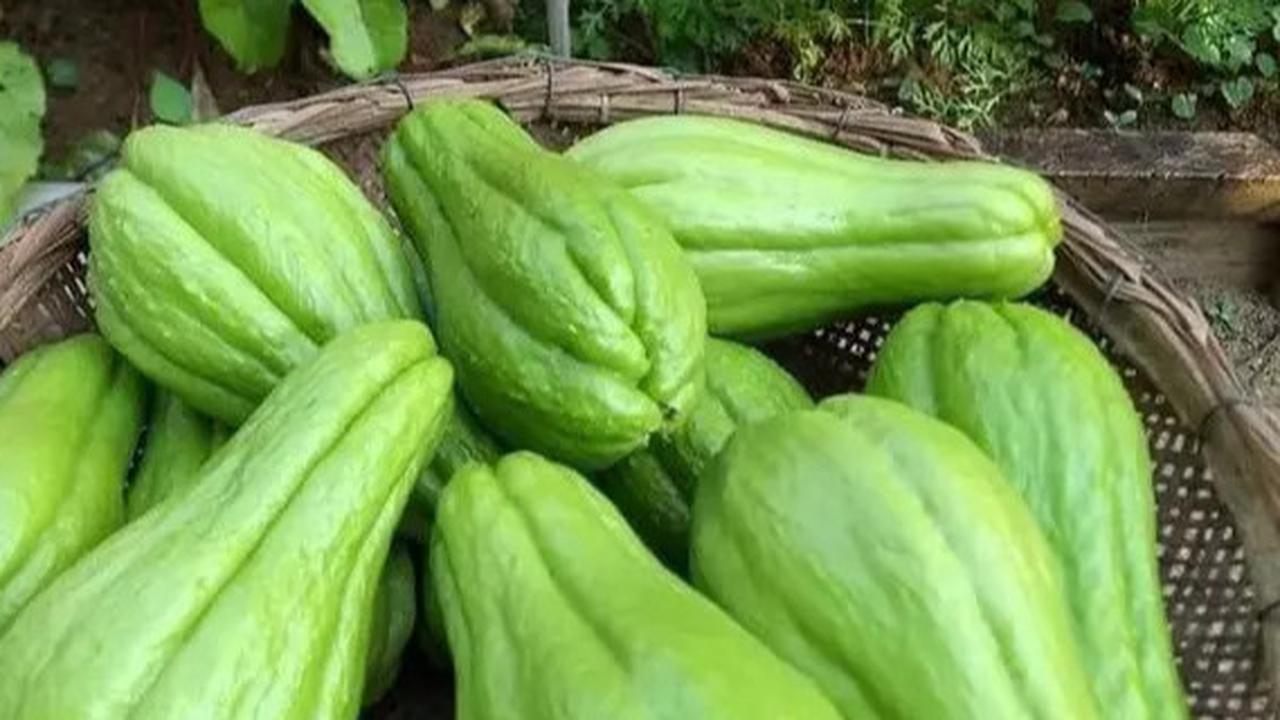 Manfaat Labu Siam untuk Menurunkan Tekanan Darah Tinggi, Kenali Kandungan dan Cara Mengolahnya