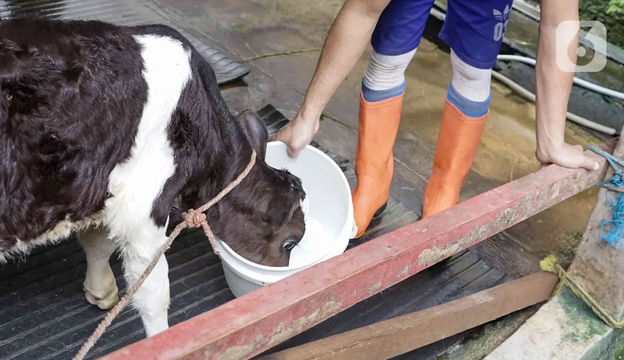 Pekerja merawat sapi perah di salah satu peternakan sapi perah kawasan Duren Tiga, Jakarta, Rabu (25/5/2022). Perternakan sapi perah di tempat tersebut selalu rutin menjaga kesehatan sapi dengan mendatangkan dokter. Dan saat ini harga susu dijual Rp 11.000 per liter. (Liputan6.com/Herman Zakharia)