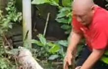 Menegangkan, Detik-Detik Heru Gundul Evakuasi Buaya Muara di Bantul Milik Mendiang Pencinta Satwa