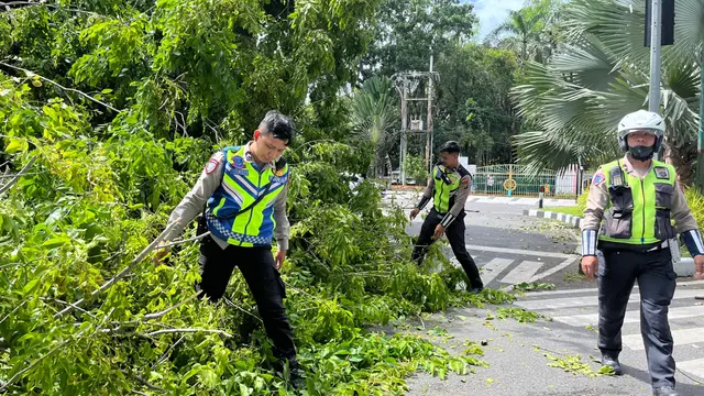 Pohon Tumbang di Medan