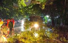 Tahukah Anda? Ini 4 Jenis Pohon Tahan Angin Jakarta Pilihan Pemprov DKI untuk Keamanan Warga