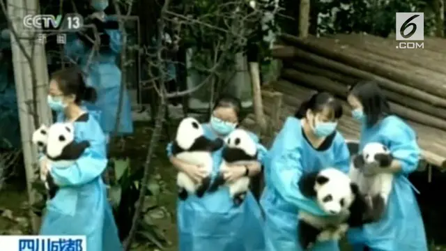 Kesepuluh panda ini lahir di Chengdu pada 24 April dan 25 Juli 2017.