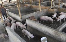 Pemindahan ratusan babi dari bantaran Sungai Cisadane