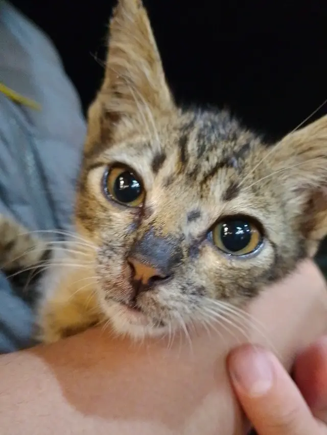 Eksplorasi Kamera 50MP dan Performa Smartphone dengan Harga Sejutaan,