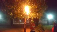 Sarang Tawon Beracun Jenis Vespa Affinis yang Menempel pada Pohon di Halaman Kantor DPRD Tuban Dimusnahkan (Liputan6.com/Ahmad Adirin)