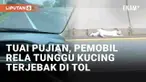 Media sosial dibuat haru oleh momen heroik pemobil di jalan tol Baros. Dalam unggahan yang viral, pemobil tersebut berhenti dan rela menunggu kucing yang terjebak di tengah jalan tol. Meski tak berani menolong langsung, pemobil melaporkan keberadaan ...