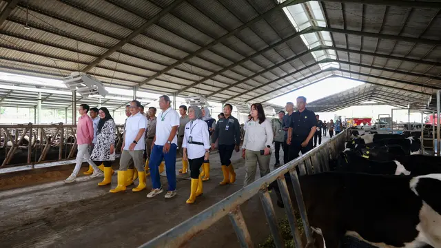 Peternakan sapi perah di Banyuwangi dikelola secara modern, mampu produksi susu sapi segar  32 ton per hari (Istimewa)