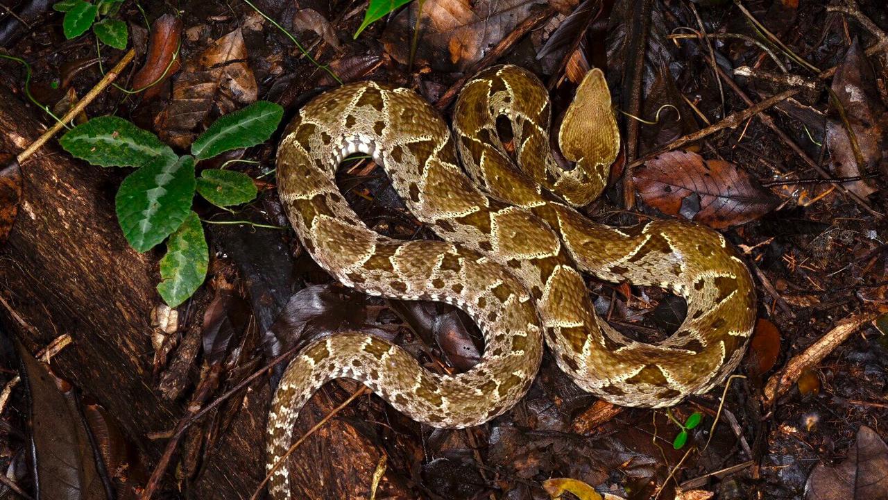 Ular fer de lance