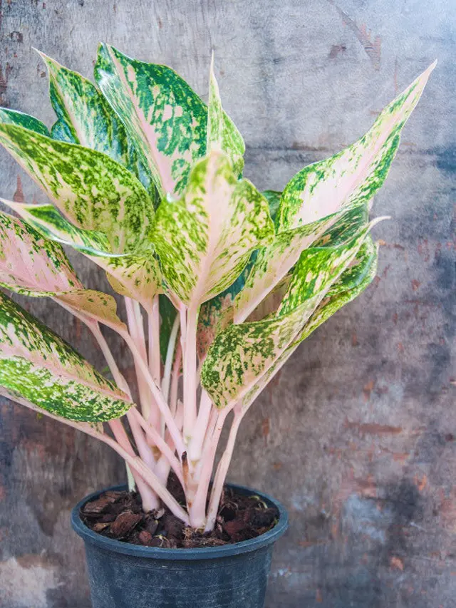 Ilustrasi Aglaonema Claudia | elledecor.com