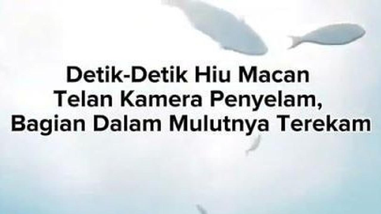 VIDEO Detik-Detik Hiu Macan Telan Kamera Penyelam, Bagian Dalam Mulutnya Terekam