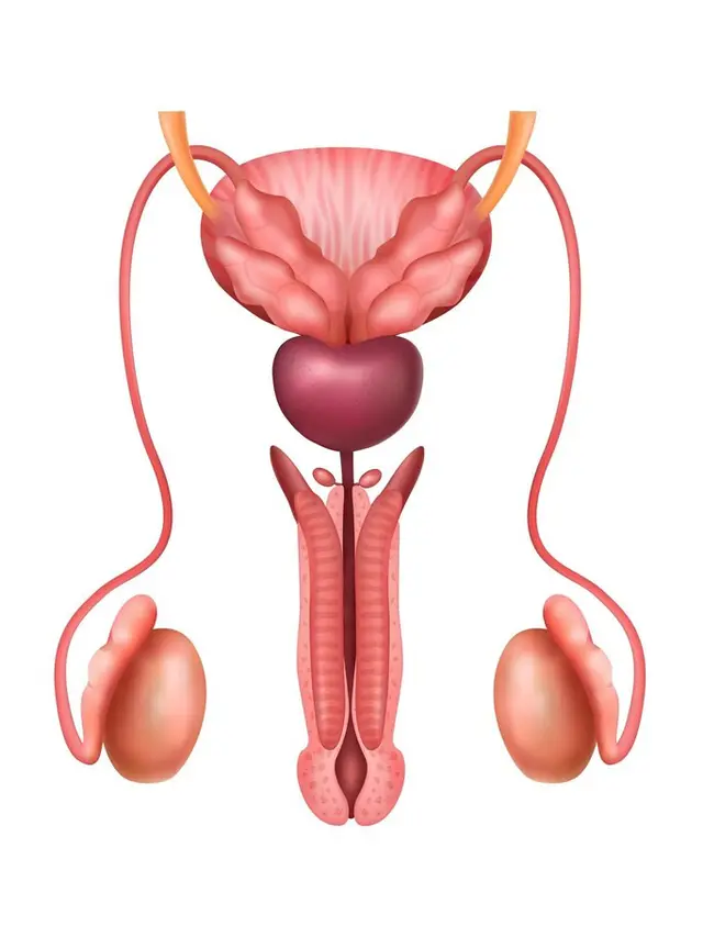 Ilustrasi organ reproduksi/freepik.com/macrovector
